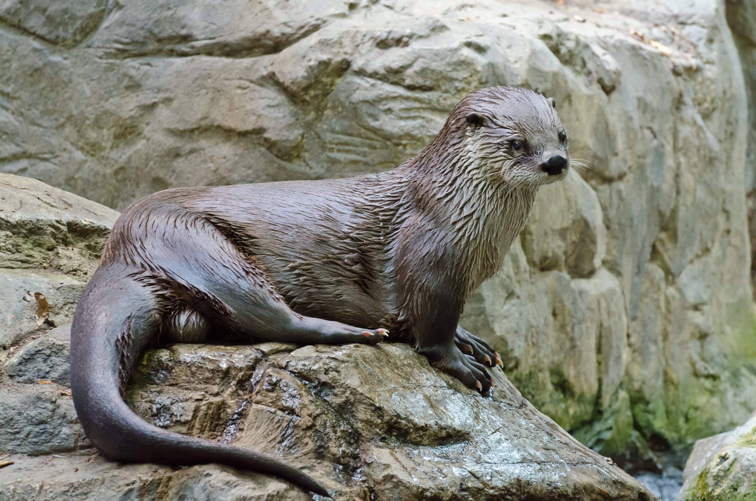 lehigh valley zoo 